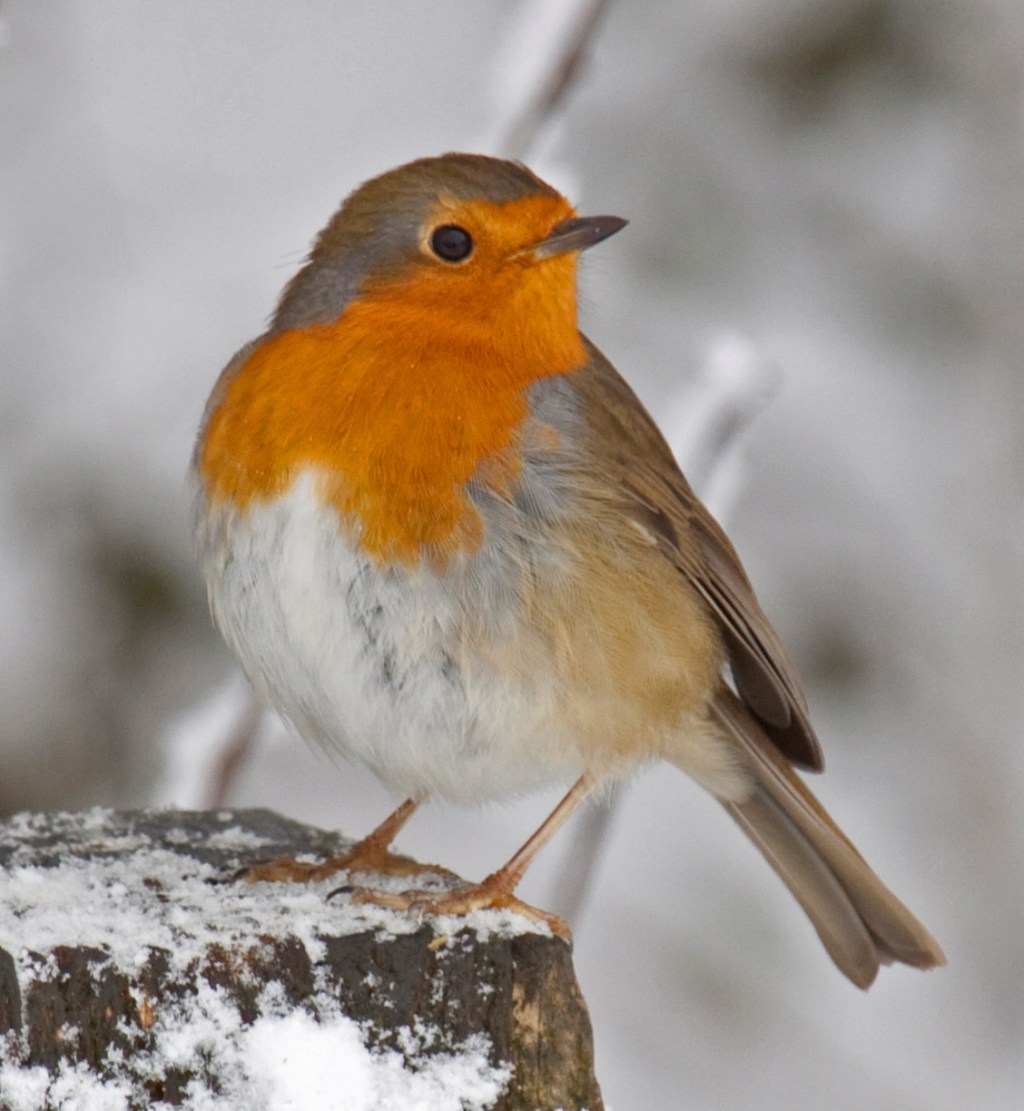The Bishop and the Robin